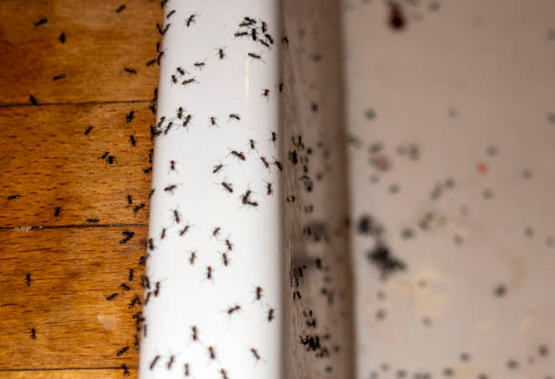 Best Commercial Pest Control Services  in Scottsville, NY