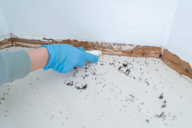 Trusted Scottsville, NY Pest Control Experts